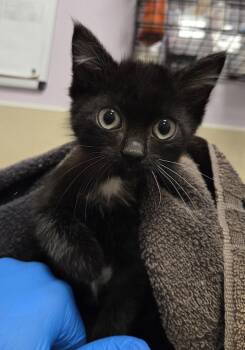 Betty Boop -  Domestic Short Hair Cat for Adoption in Vancouver, Washington - Betty Boop | PetCurious