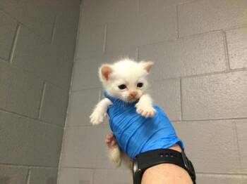 Domestic Short Hair Cats Available for Adoption in Thousand Palms, California - A1917938 | PetCurious
