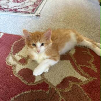 Yankee -  Domestic Medium Hair Cat for Adoption in Abbotsford, British Columbia - Yankee | PetCurious