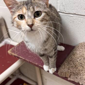 Domestic Short Hair Cats Available for Adoption in Logan, Ohio - Clover | PetCurious