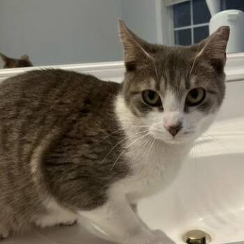 Felicia -  Domestic Short Hair Cat for Adoption in Sandy Springs, Georgia - Felicia | PetCurious