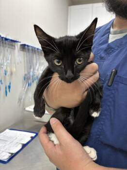 Stargazer -  Domestic Short Hair Cat for Adoption in Marietta, Georgia - Stargazer | PetCurious