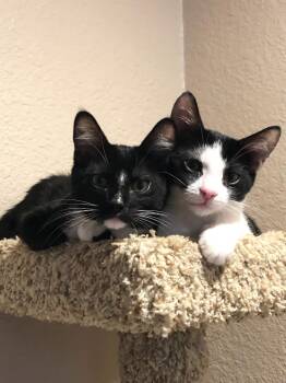 Rescue Domestic Medium Hair Cats for Adoption in Lincoln, California - Jude | PetCurious
