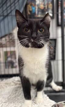 Domestic Short Hair Cats Available for Adoption - Jinx | PetCurious