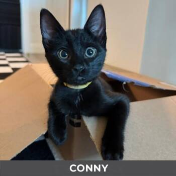 Conny -  Domestic Short Hair Cat for Adoption in Toronto, Ontario - Conny | PetCurious
