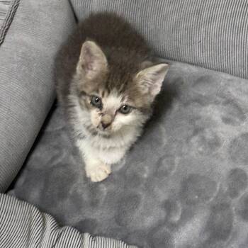 Domestic Short Hair Cats Available for Adoption in Eureka Springs, Arkansas - Jeffie | PetCurious