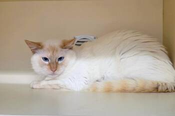 Working Cat: Einstein -  Siamese Cat for Adoption in Bloomington, Indiana - Working Cat: Einstein | PetCurious