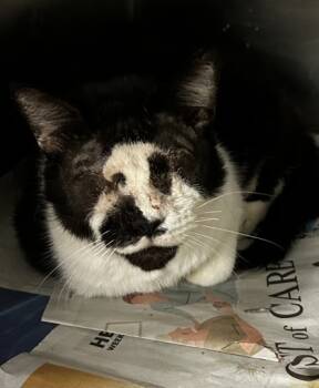 Rescue Domestic Short Hair Cats for Adoption in Spartanburg, South Carolina - Eli | PetCurious