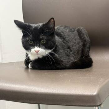 Domestic Short Hair Cats Available for Adoption - Sebastian (SGN) | PetCurious