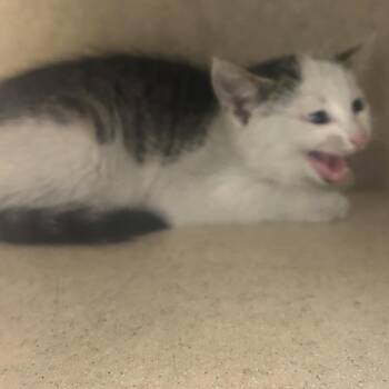 John Deere -  Domestic Short Hair Cat Available for Adoption in Medford Lakes, New Jersey - John Deere | PetCurious