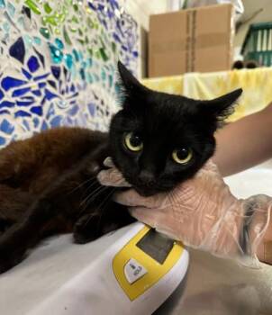 Domestic Short Hair Cats Available for Adoption in Pensacola, Florida - GUMMI BEAR | PetCurious
