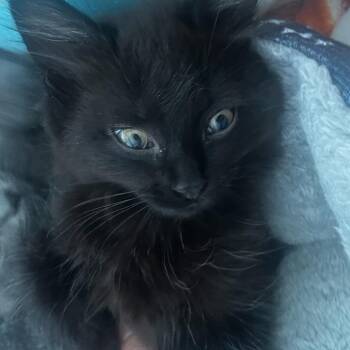 Domestic Long Hair Cats Available for Adoption in Fredericksburg, Virginia - The Hellcrust | PetCurious