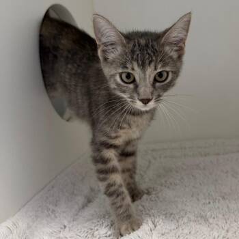 Lorrain Warren -  Domestic Short Hair Cat for Adoption in Ojai, California - Lorrain Warren | PetCurious