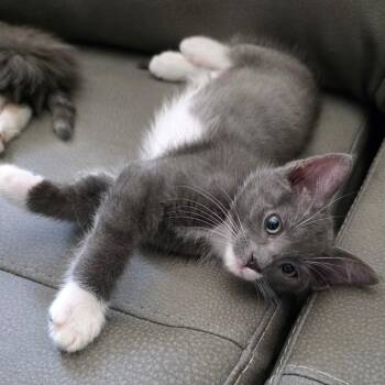 Cabbie -  Domestic Short Hair Cat for Adoption in San Antonio, Texas - Cabbie | PetCurious