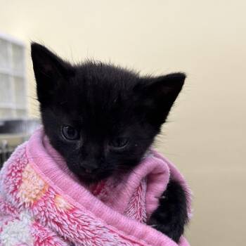 Ryu -  Domestic Short Hair Cat for Adoption in West Palm Beach, Florida - Ryu | PetCurious