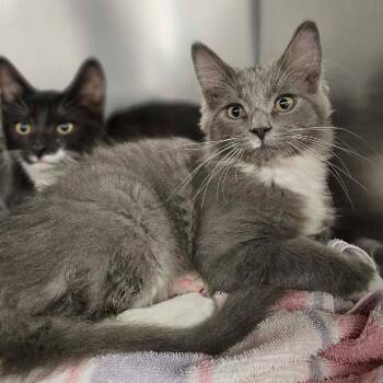 Fish -  Domestic Medium Hair Cat for Adoption in Martinsville, Virginia - Fish | PetCurious