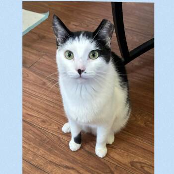 Joey -  Domestic Short Hair Cat for Adoption in Mokena, Illinois - Joey | PetCurious