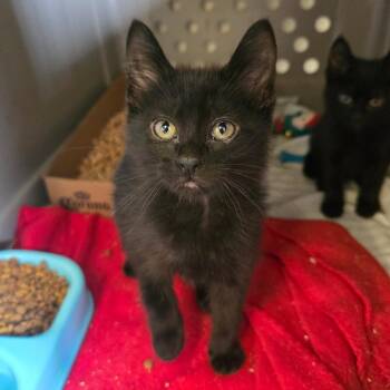 Domestic Medium Hair Cats Available for Adoption in Spokane, Washington - Baby Bok Choy | PetCurious