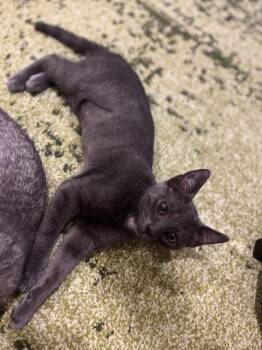 Sharper Image -  Domestic Short Hair Cat for Adoption in Cincinnati, Ohio - Sharper Image | PetCurious
