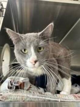 Tiffany -  Domestic Short Hair Cat Available for Adoption in Manitowoc, Wisconsin - Tiffany | PetCurious