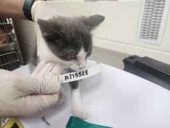 SNOWBALL -  Domestic Short Hair Cat for Adoption in Santa Fe, New Mexico - SNOWBALL | PetCurious