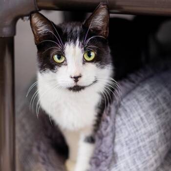 Honor -  Domestic Short Hair Cat for Adoption - Honor | PetCurious