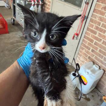 Jibbers -  Domestic Short Hair Cat for Adoption in Birmingham, Alabama - Jibbers | PetCurious