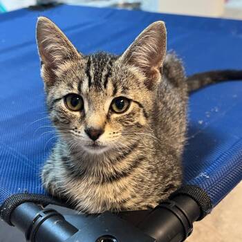 Chigger -  Domestic Short Hair Cat for Adoption in Granville, Ohio - Chigger | PetCurious