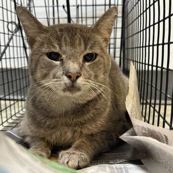 TUSC-Wildlife-84921 -  Domestic Short Hair Cat for Adoption in Tuscaloosa, Alabama - TUSC-Wildlife-84921 | PetCurious