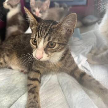 Quill -  Domestic Short Hair Cat for Adoption - Quill | PetCurious