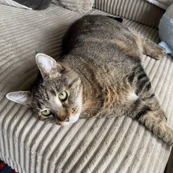 Sweet Pea -  Domestic Short Hair Cat for Adoption in Philadelphia, Pennsylvania - Sweet Pea | PetCurious