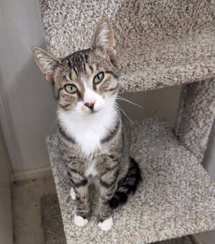Via Rail (Bonded with Caboothang) -  Tabby Cat for Adoption in Maple Ridge, British Columbia - Via Rail (Bonded With Caboothang) | PetCurious
