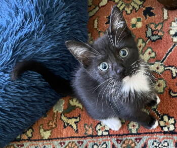 Rescue Tuxedo and Domestic Short Hair Cats for Adoption in Pompano Beach, Florida - Dexter | PetCurious