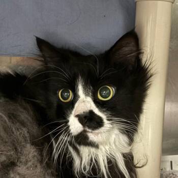 Pancake -  Domestic Long Hair Cat for Adoption in Kennebunk, Maine - Pancake | PetCurious
