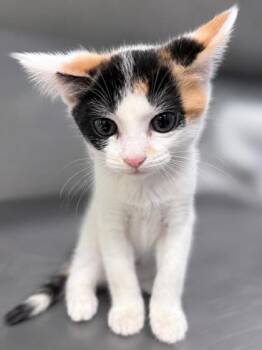 Luna -  Domestic Short Hair and Dilute Calico Cat for Adoption in Orland Hills, Illinois - Luna | PetCurious