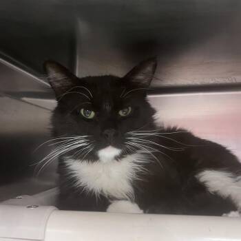 Raptor -  Domestic Long Hair Cat for Adoption in Flagstaff, Arizona - Raptor | PetCurious