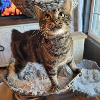 Meeps ( Bobtail ) -  Domestic Short Hair Cat for Adoption in Whitestown, Indiana - Meeps ( Bobtail ) | PetCurious