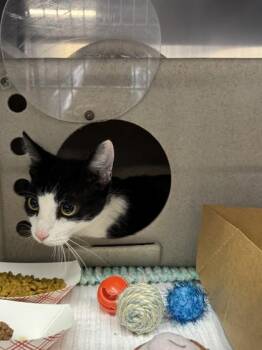 Domestic Short Hair Cats Available for Adoption - Katie | PetCurious