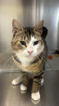 Bentley -  Domestic Short Hair Cat for Adoption in Lancaster, Pennsylvania - Bentley | PetCurious