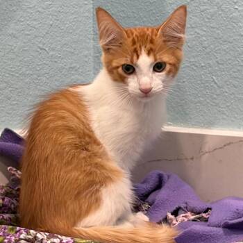 Pumpkin -  Domestic Short Hair Cat for Adoption in Harlingen, Texas - Pumpkin | PetCurious