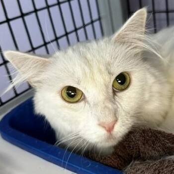Ana - Gorgeous Angora -  Turkish Angora Cat for Adoption in Hoquiam, Washington - Ana - Gorgeous Angora | PetCurious