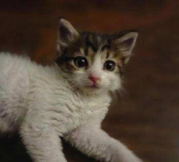 Smoky -  Domestic Short Hair Cat for Adoption in Walnut Creek, California - Smoky | PetCurious