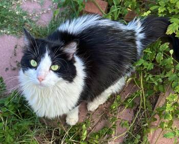 Rescue Domestic Long Hair Cats for Adoption in Phoenix, Arizona - Dottie | PetCurious