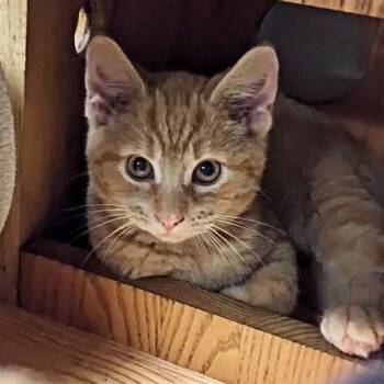 Rescue Tabby and Domestic Short Hair Cats for Adoption in Shippenville, Pennsylvania - Nivellen Aka "Niblet" | PetCurious