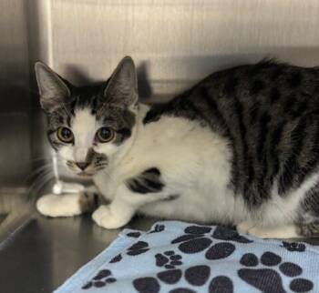 Rescue Domestic Short Hair Cats for Adoption in San Luis Obispo, California - Phoebe | PetCurious