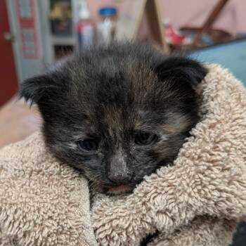 Edith -  Domestic Long Hair Cat for Adoption in Huntsville, Arkansas - Edith | PetCurious
