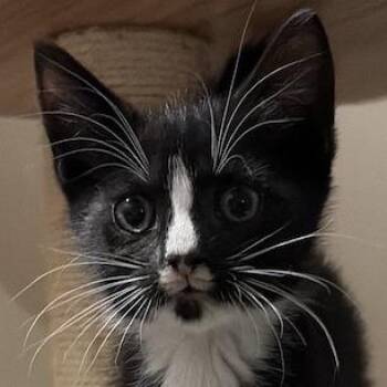 Hopsie -  Domestic Short Hair Cat Available for Adoption in Cumming, Georgia - Hopsie | PetCurious