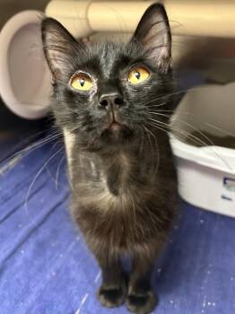 Domestic Long Hair Cats Available for Adoption - Pacey | PetCurious