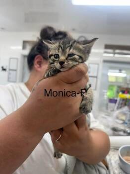 Monica -  Domestic Short Hair Cat for Adoption in Glenfield, New York - Monica | PetCurious