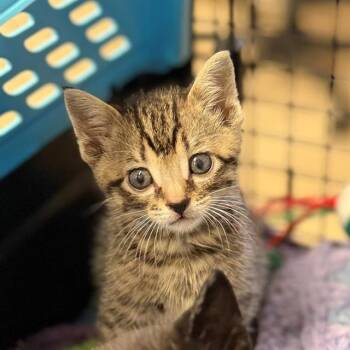 BOOZLE -  Domestic Short Hair Cat for Adoption in Conroe, Texas - BOOZLE | PetCurious